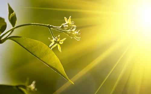 赞美春天的唯美句子