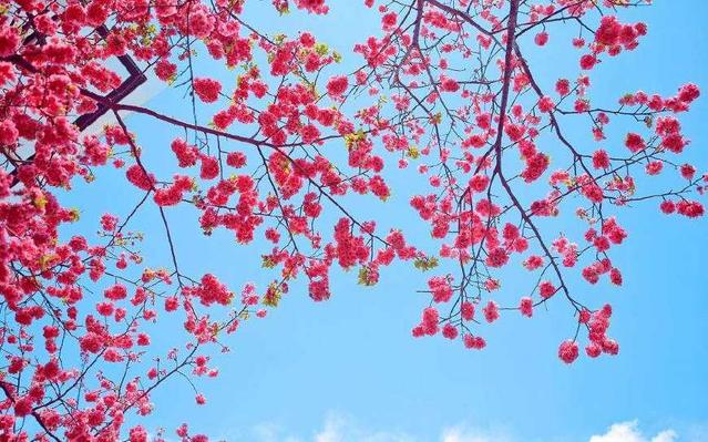 形容踏春赏花的句子 形容踏春赏花的句子朋友圈