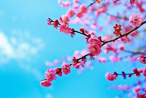 形容踏春赏花的句子朋友圈