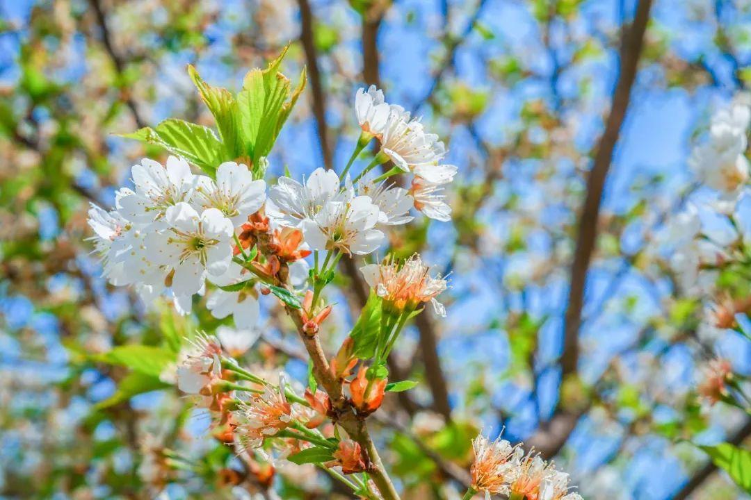 形容春天赏花的句子 形容春天赏花的句子唯美