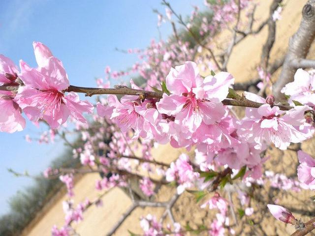 春天唯美句子朋友圈简短