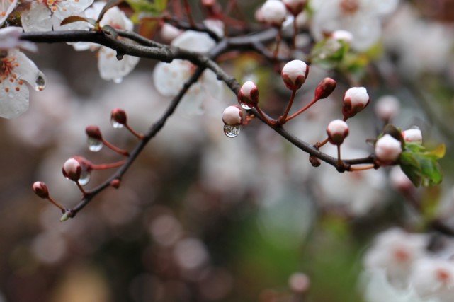 形容春天下雨的唯美句子 形容春天下雨的唯美句子简短