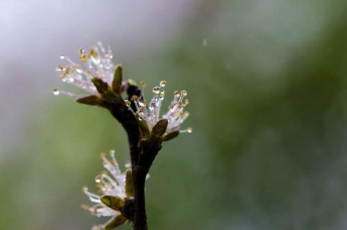 形容春天下雨的唯美句子简短