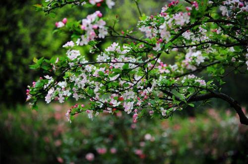 描写春天的下雨的句子唯美