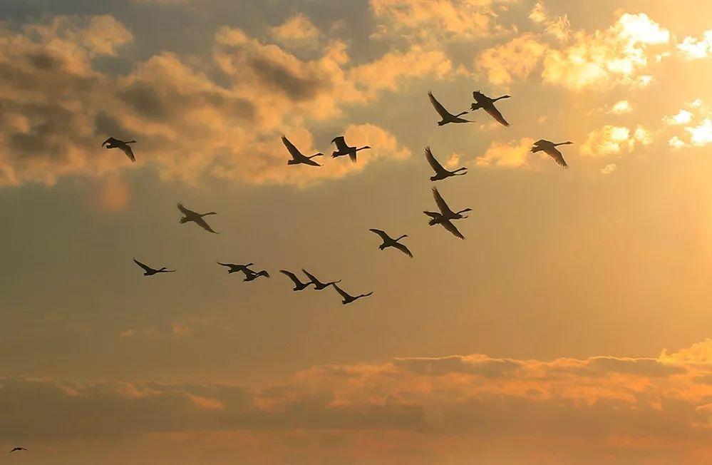 三八节祝福语短句 妇女节祝福语简短优美