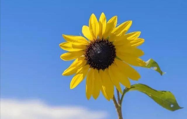 女生节祝福语简短温馨 祝福女生节的句子