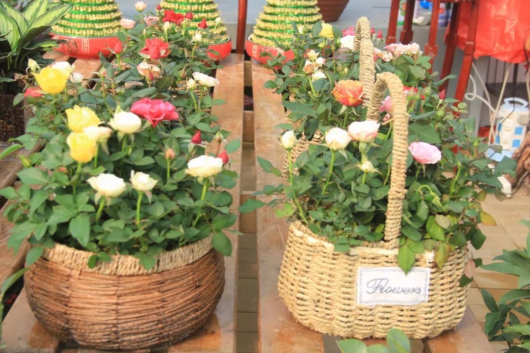 女神节送女朋友什么花