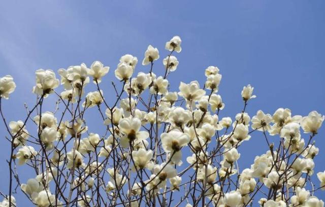 描写春天的简短句子 描写春天的简短句子优美