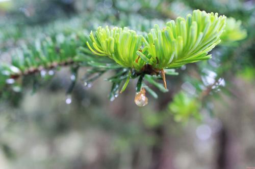 赞美初春的优美句子
