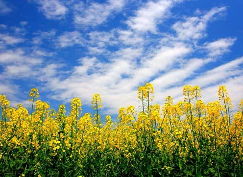 一家人踏春的句子 一家人踏春的句子简短