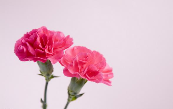 38妇女节祝福语四字