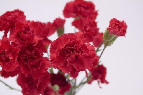 三八妇女节快乐祝福语