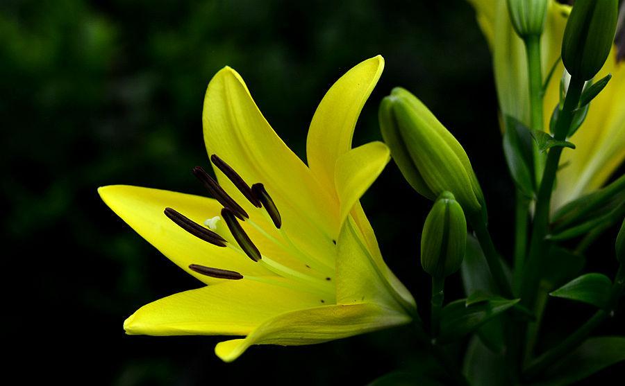 38妇女节祝福语简短妈妈