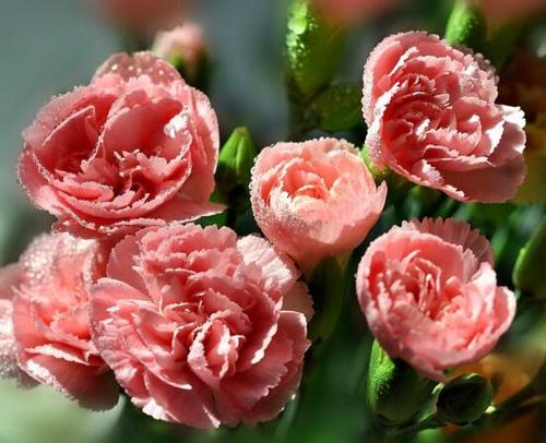 38妇女节祝福语简短妈妈