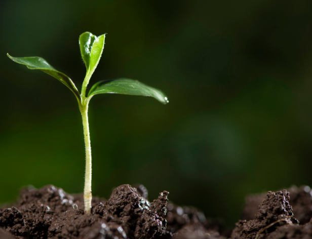 植树节的生态意义