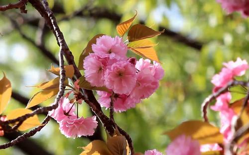 三月的诗句 三月的诗句唯美