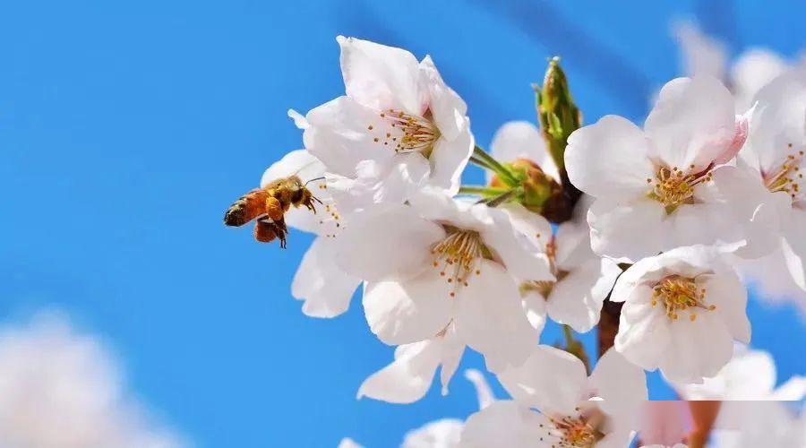 三月的诗句唯美