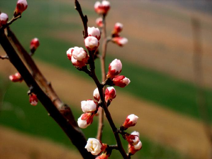 三月的诗句唯美