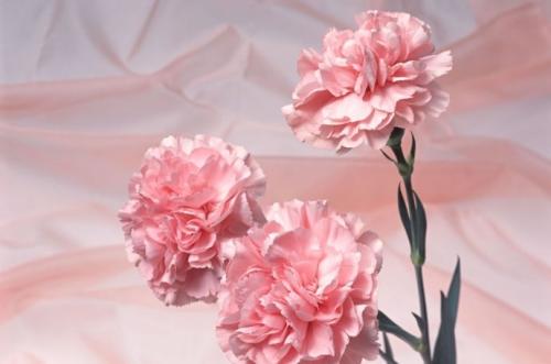 女儿送妈妈礼物排行榜 女儿给妈妈送啥礼物最好