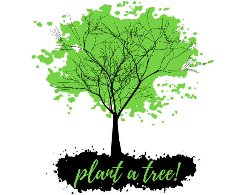 植树节种植什么树比较好