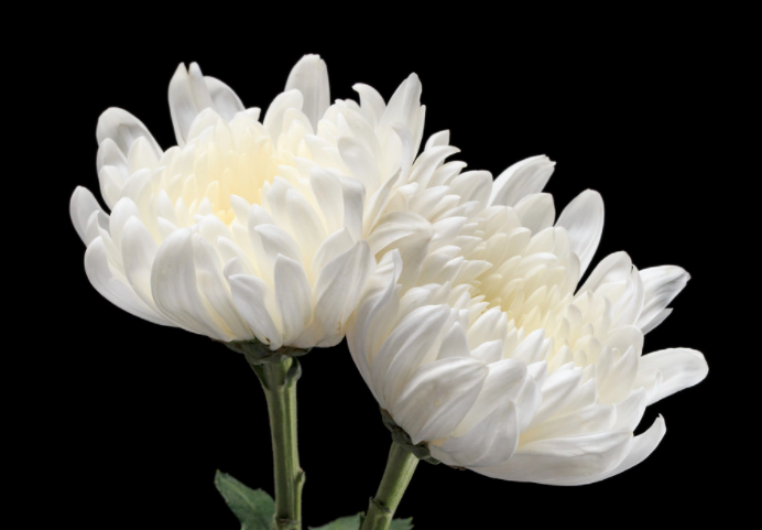 清明节扫墓买什么鲜花 清明节花束一般用什么花