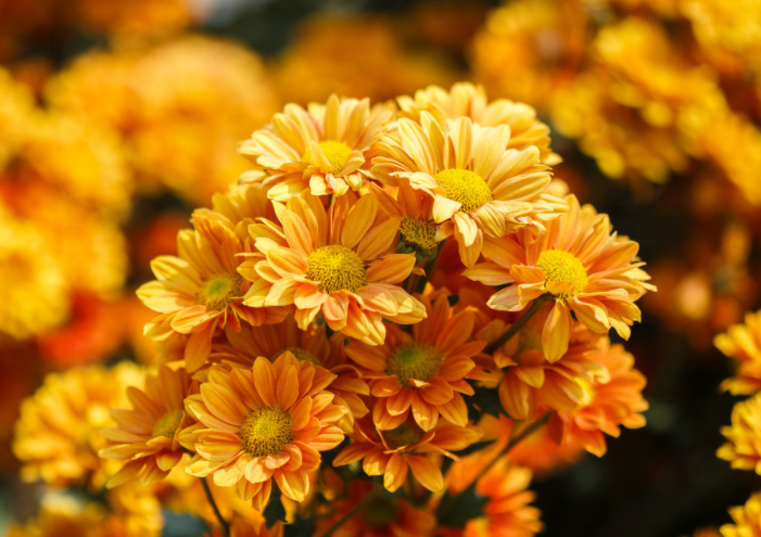 清明节扫墓用什么花 清明节用什么花拜祭先人