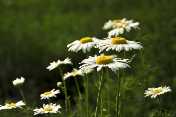 清明祝福怎么说才对