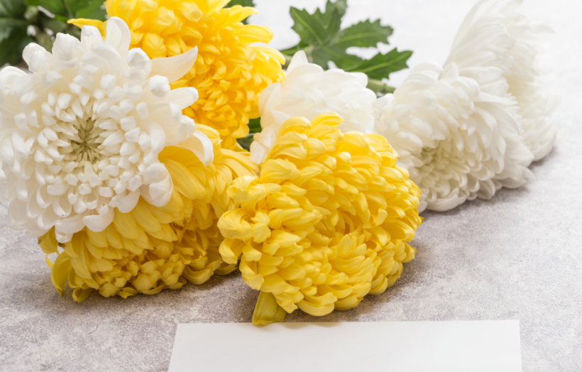 扫墓11朵菊花代表什么 扫墓9朵菊花代表什么