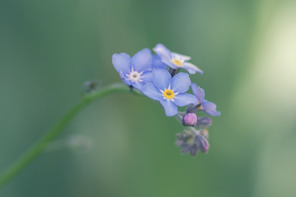 清明扫墓买什么花
