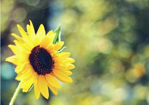 清明节宾客的问候语 清明节问候句子