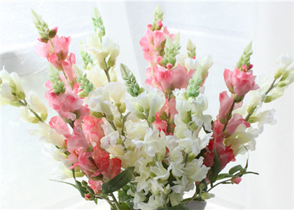 父亲节送什么花最佳