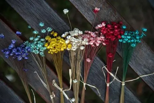 满天星所有颜色的花语和寓意