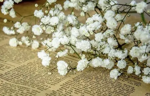 老公生日送什么花合适