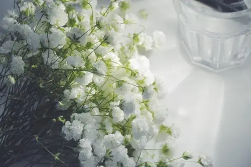 百合花的花语和寓意