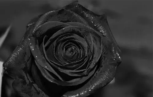 黑玫瑰的寓意是什么