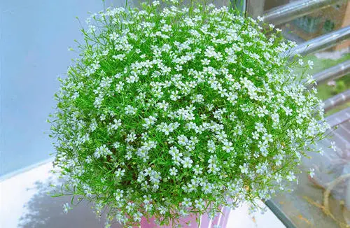 跟女朋友道歉送什么花