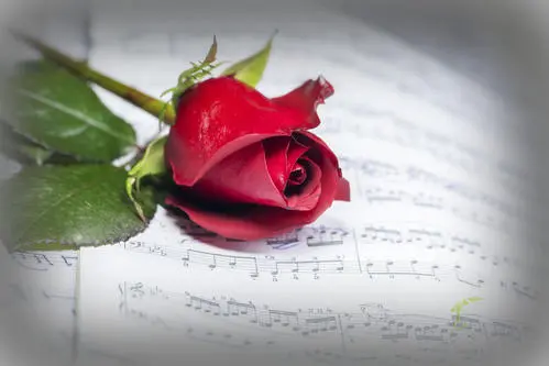 送女生一朵玫瑰花代表什么意思