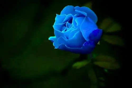 男友送多少朵玫瑰花代表着什么