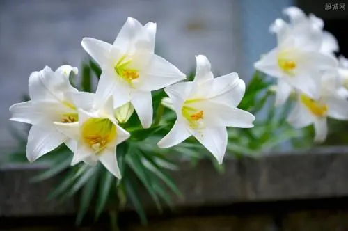 男友送百合花代表什么意思