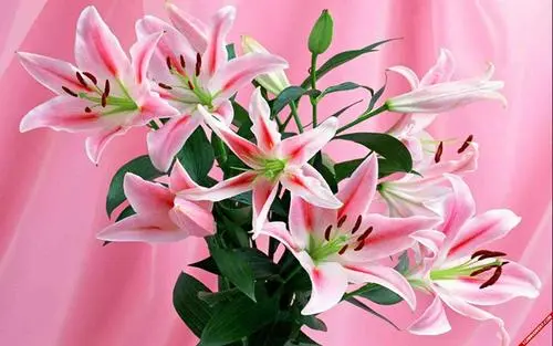 男友送百合花代表什么意思