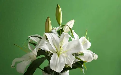 男友送百合花代表什么意思