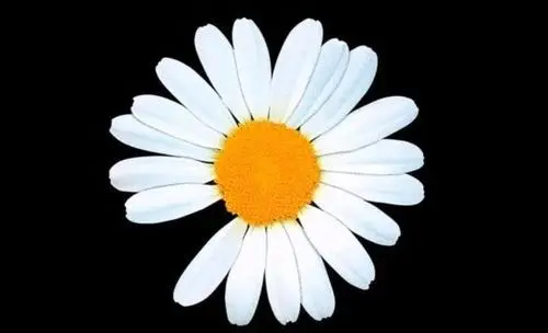 给女朋友道歉送什么花 送多少朵比较合适