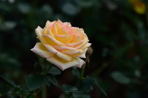 送女朋友花贺卡怎么写