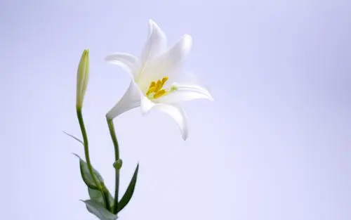 送女朋友花贺卡怎么写