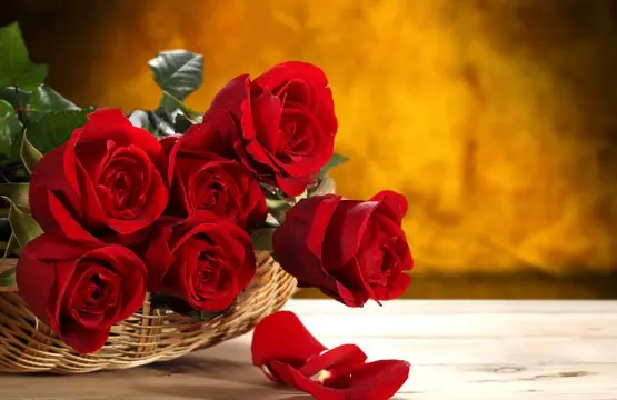 女朋友生日送花送多少朵