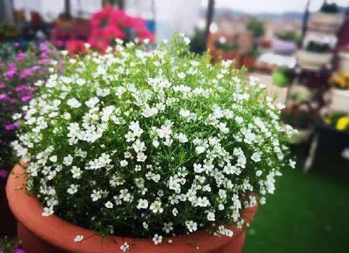 满天星送女朋友合适吗