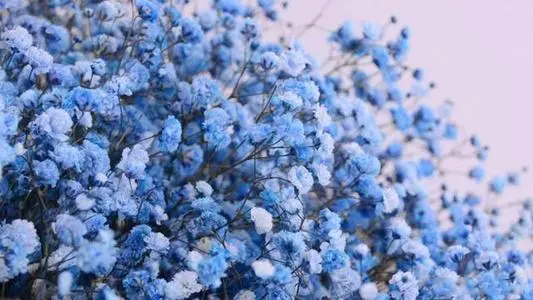 七夕送什么花给女朋友好