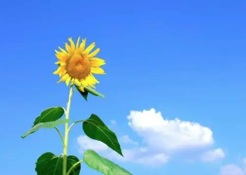 祝愿个人前程好的句子