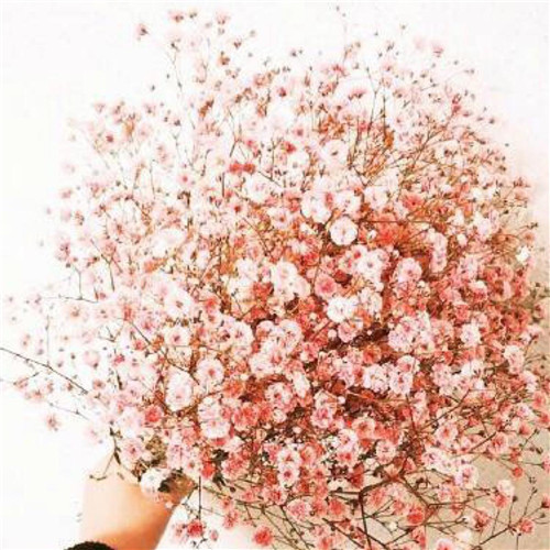 满天星送女朋友的花语