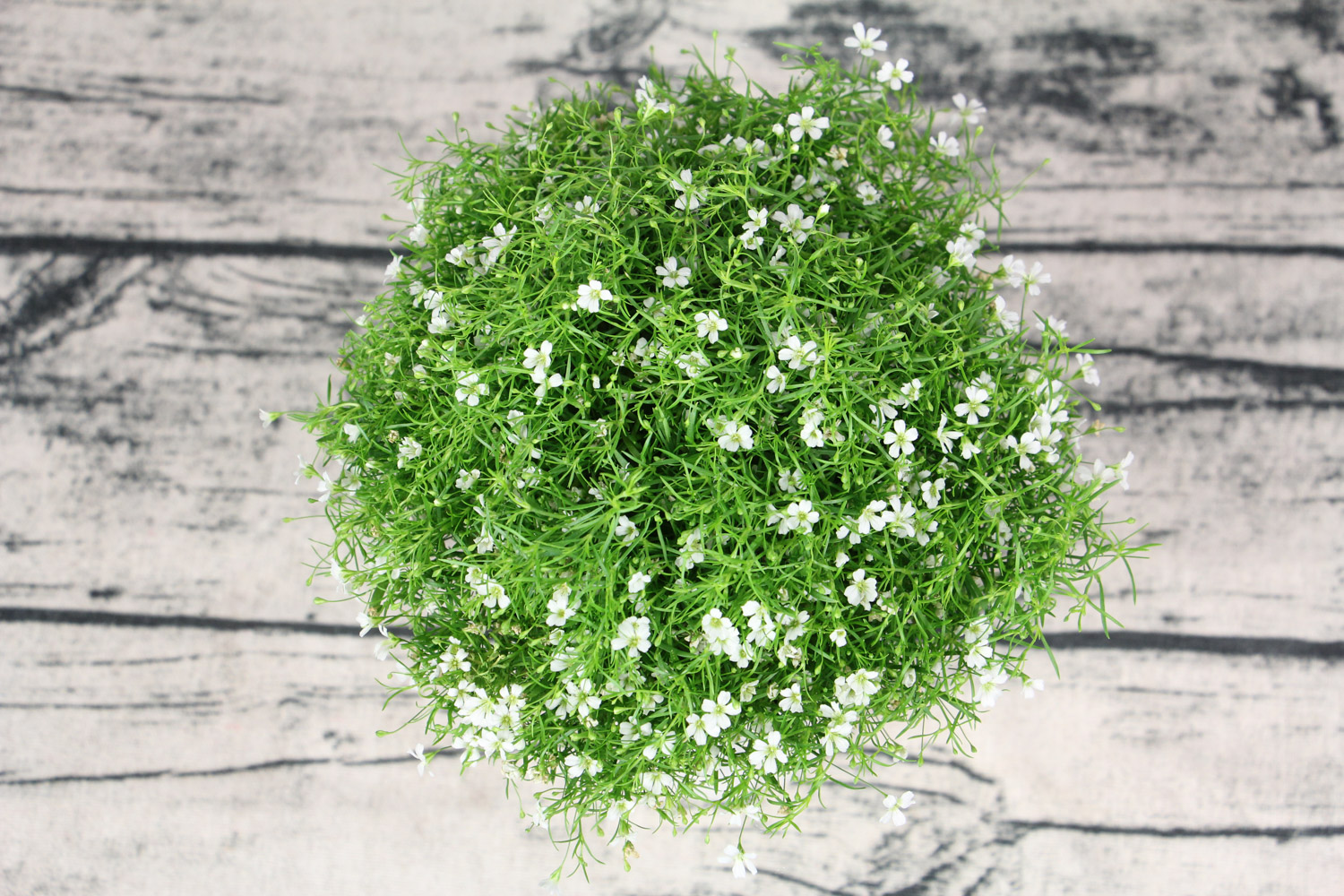 满天星花语配一段话